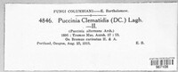 Puccinia clematidis image